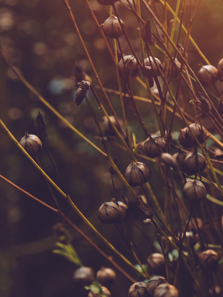 Flax flower